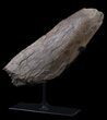 Triceratops Horn With Stand - North Dakota #62734-4